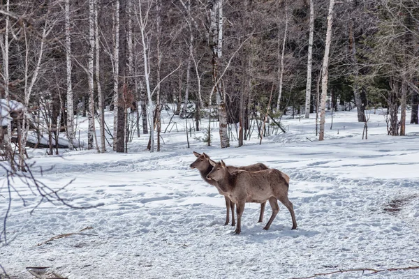 Oural Kennel Zyuratkul Troupeau Marals Dans Nature — Photo