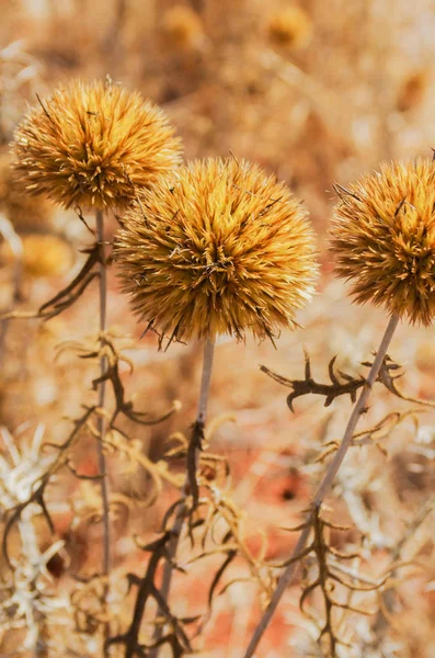 Gros Plan Sur Chardons Sauvages Secs Sous Soleil Chaud Été — Photo