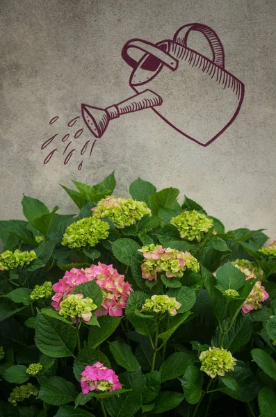 Hydrangea Flores Contra Pared Con Dibujo Regadera —  Fotos de Stock