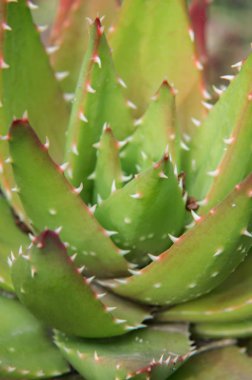 Yumuşak ışık altında kaktüs bitkisinin yakın görüntüsü