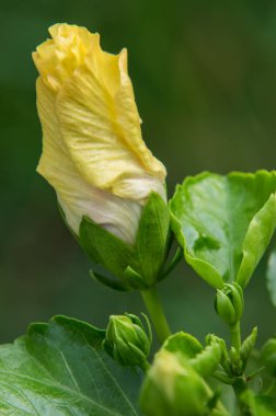 Hibiscus çiçek clse ile arka plan bulanık bakış