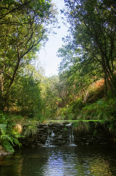 Mały Wodospad Potoku Płynie Lesie — Zdjęcie stockowe