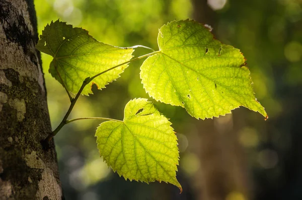 Texturas Luz Sobre Vegetação Folhagem — Fotografia de Stock