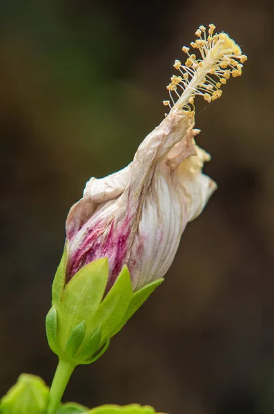 Hibiscus Blomma Clse Upp Med Suddig Bakgrund — Stockfoto