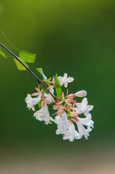 Texturas Luz Sobre Pequeñas Flores Blancas Follaje —  Fotos de Stock