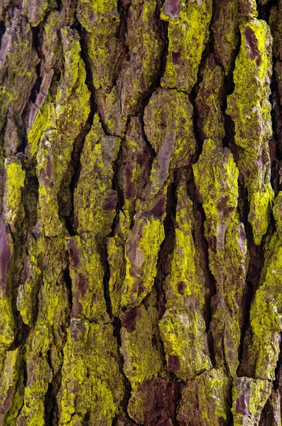 Closeup Pine Tree Bark Yellow Powder — Stock Photo, Image