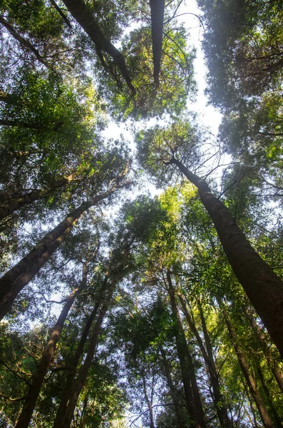 Bela Vista Topo Das Árvores Uma Floresta — Fotografia de Stock