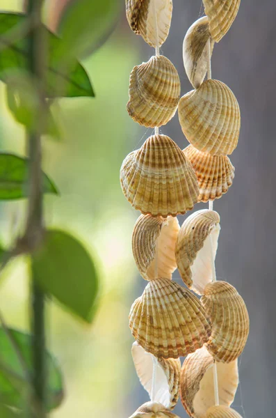 Seashells Pendurado Uma Corda Sobre Fundo Verde Borrado Livre Imagens De Bancos De Imagens