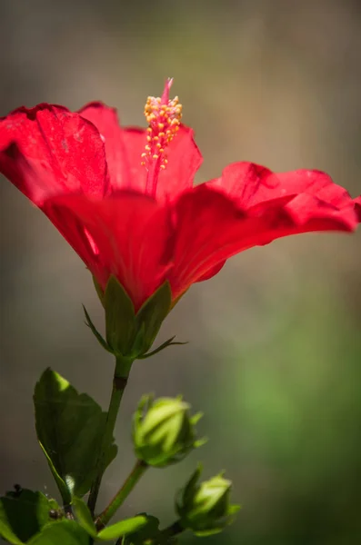 Hibiscus Flor Clse Vista Con Fondo Borroso Fotos de stock