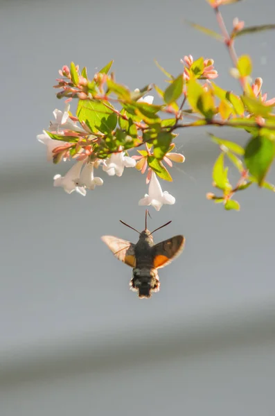 Colibrí Hawk Moth Recogiendo Polen Pequeñas Flores Fotos de stock libres de derechos
