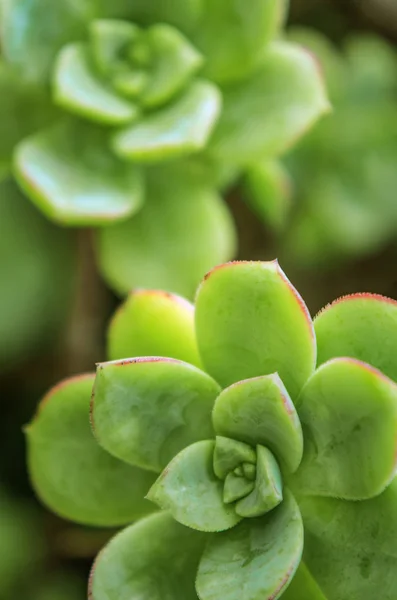 Vista Cerca Planta Cactus Bajo Luz Suave Fotos de stock libres de derechos