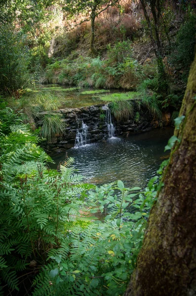 森の中を流れる小川で小さい滝 ロイヤリティフリーのストック画像