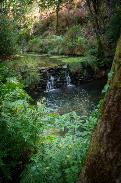 Pequeña Cascada Arroyo Que Fluye Bosque Imágenes de stock libres de derechos