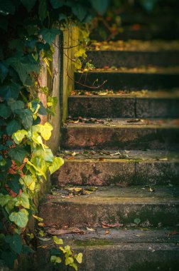 Bitki örtüsü ve düşen yapraklar bir parkta ile taş merdiven detay