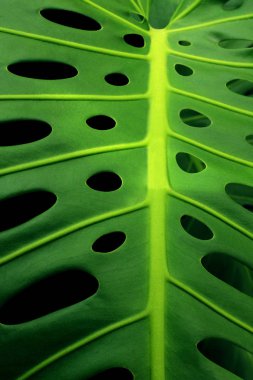 onun tipik delikleri gösterilen yeşil monstera yaprak closeup 