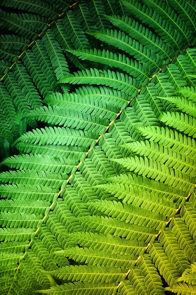 Dettaglio Ravvicinato Foglie Felce Verde Sotto Luce Soffusa — Foto Stock