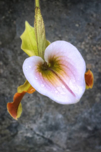 Bella Orchidea Bianca Uno Sfondo Sporco Fuori Fuoco — Foto Stock
