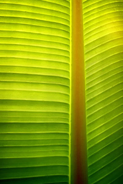 Zbliżenie Zdjęcie Liści Bananowca Promieni Słonecznych Tyłu — Zdjęcie stockowe