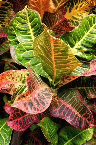 Dikey Arka Planını Renkli Kroton Bitki Yaprakları — Stok fotoğraf