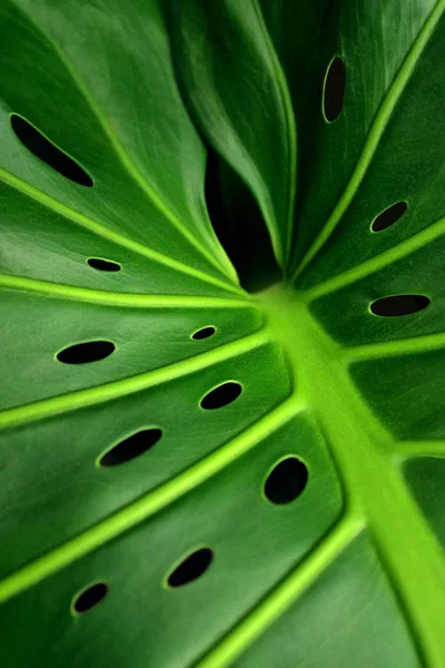 Onun Tipik Delikleri Gösterilen Yeşil Monstera Yaprak Closeup — Stok fotoğraf