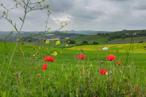 Hermoso Florido Campo Con Una Casa Una Distancia Nublado Día — Foto de Stock