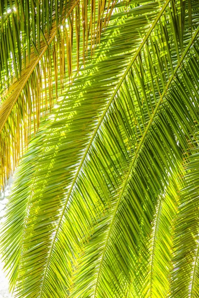 Palmträd blad Stockbild