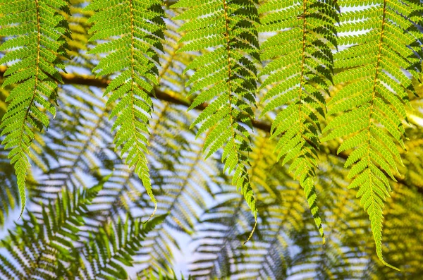 Samambaia verde — Fotografia de Stock