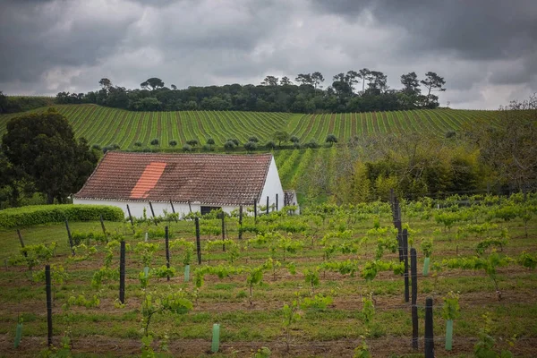 Wijngaard landschap — Stockfoto