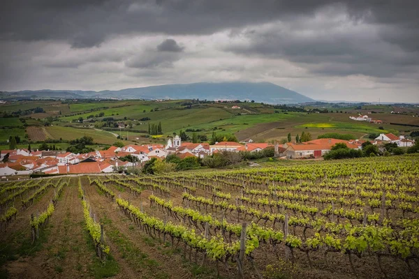 Weinbaulandschaft lizenzfreie Stockbilder