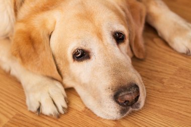 Bir Labrador retriver yerde yatıyor