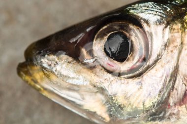 Yakından bakıldığında ham sardalya nın başı