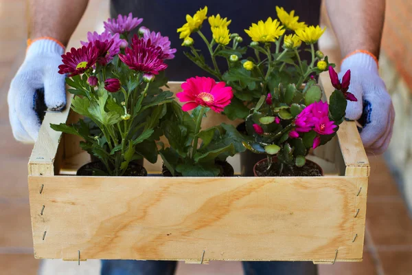 man with a wooden box with flowers pots in his hands