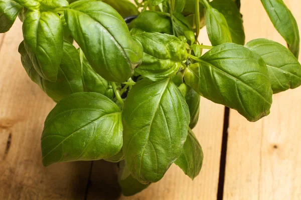 A basil plant in a pot in a top view