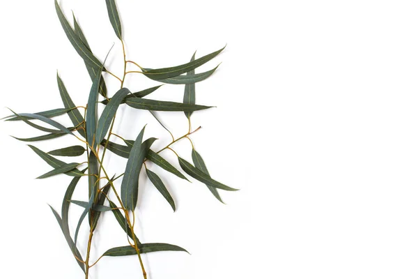 Eukalyptusblätter Auf Weißem Hintergrund — Stockfoto