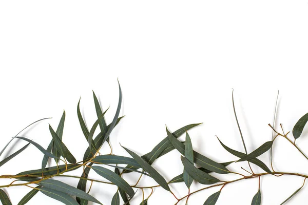 Eucalyptus Blad Vit Bakgrund — Stockfoto