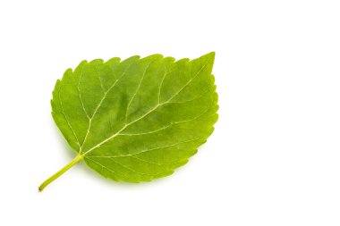 Beyaz arkaplanda Blackberry yaprağı izole