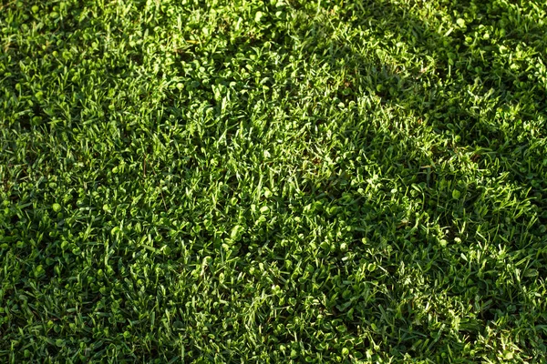 Green Grass Background Sunny Day Top View — Stock Photo, Image