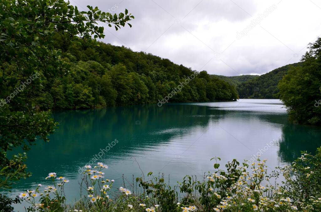 turquoise lake behind chamomiles in the forest of Plitvice Nature reserve