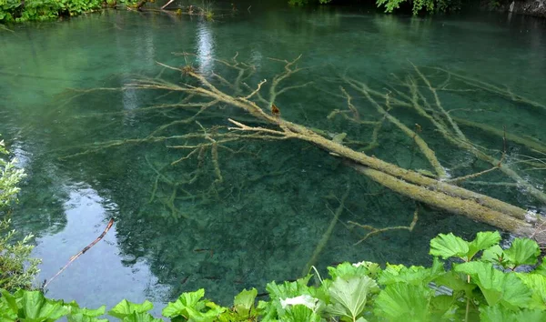 Branchy Caiu Árvore Afundada Sob Clara Água Lago Azul Turquesa — Fotografia de Stock