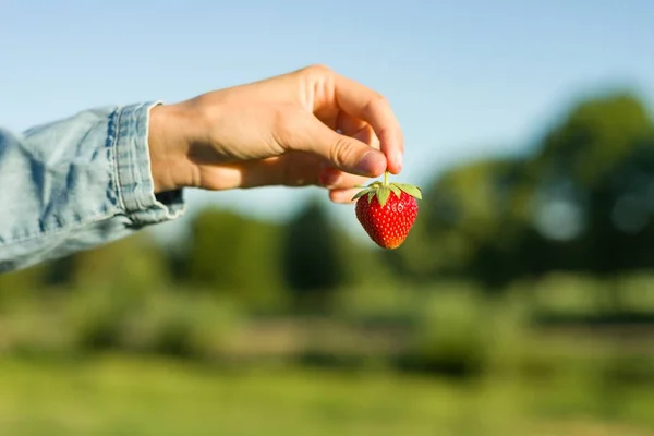 One strawberry in woman\'s hand. Nature background, rural landscape, green meadow, blue sky,