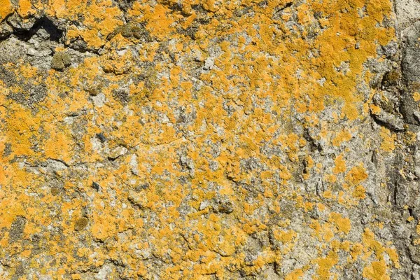Texture Concrete Cement Old Moss Covered Background — Stock Photo, Image