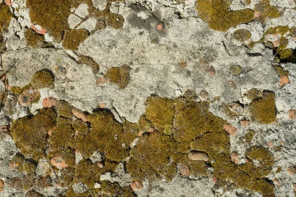 Textuur Van Beton Cement Oude Mos Bedekt Achtergrond — Stockfoto
