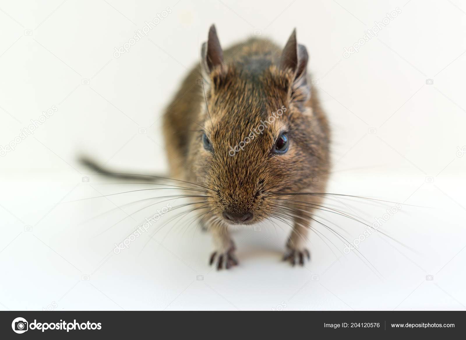 Close Chilean Squirrel Degu White Background — Stock Photo