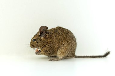Beyaz arka plan üzerinde Şili sincap degu Close-up