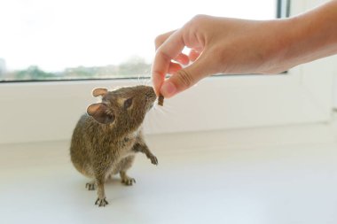 Beyaz arka plan üzerinde Şili sincap degu Close-up