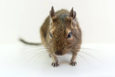 Beyaz arka plan üzerinde Şili sincap degu Close-up