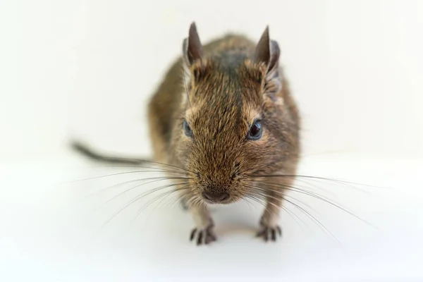 Close Esquilo Degu Chileno Sobre Fundo Branco — Fotografia de Stock