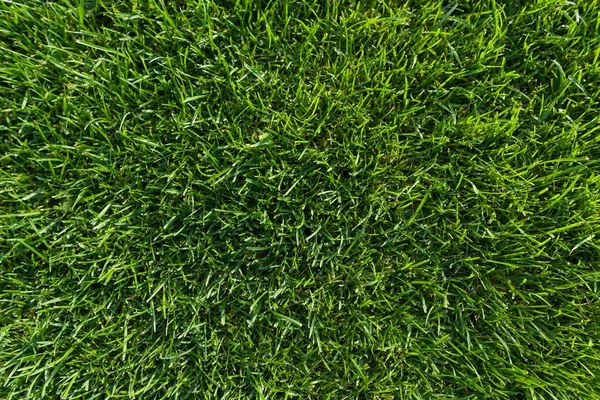 Abstract Texture Background Natural Bright Green Grass Close Lawn Carpet — Stock Photo, Image