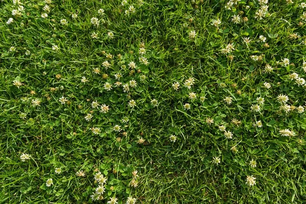 Abstract Texture Background Natural Bright Green Grass White Flowers Clover — Stock Photo, Image