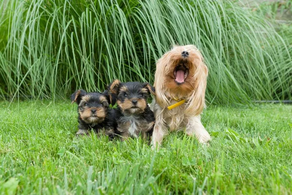 Metr Porträtt Mumien Och Två Små Valpar Yorkshire Terrier Hundar — Stockfoto